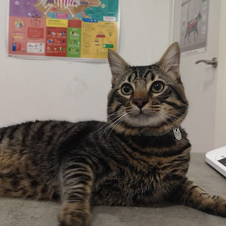 Opinión de cliente clínica veterinaria manises